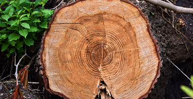 Image of tree rings on log